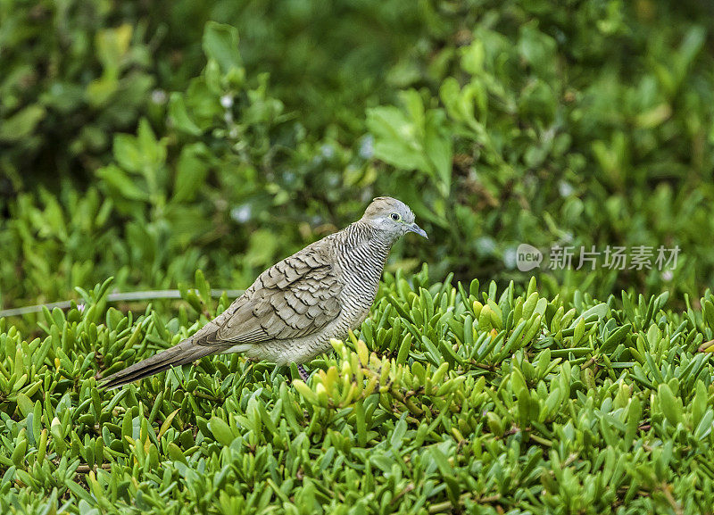 斑马鸽(Geopelia striata)又称斑马鸽，是鸽科的一种鸟类，原产于东南亚。该物种已被引入世界许多地方，野生种群已经建立。Kealia池塘